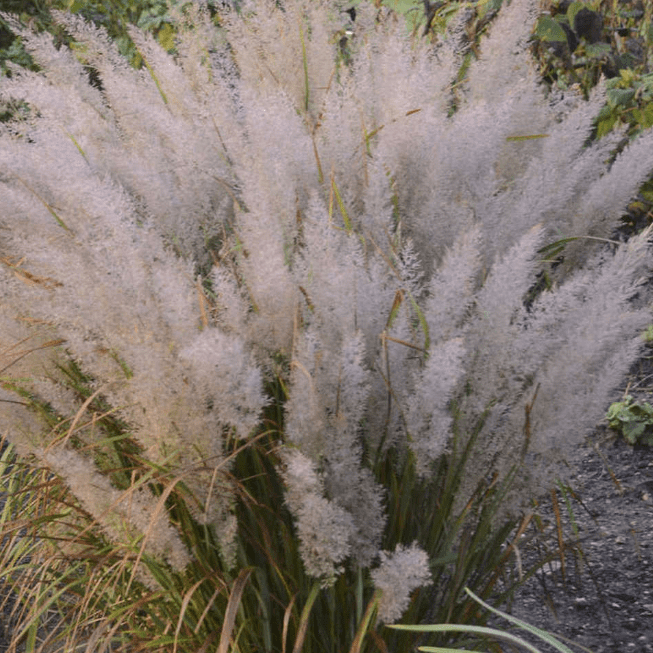 Саджанці Вейніка діамантового (Calamagrostis brachytricha) Р9, фото 1