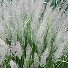 Саджанці Вейніка діамантового (Calamagrostis brachytricha) Р9, фото 2