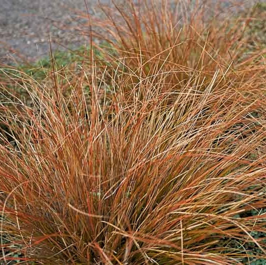 Саджанці Осоки буханани Фаєрфокс (Carex buchananii Firefox) Р9