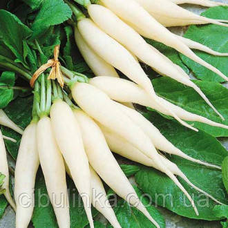 Редис Крижана бурулька Італія 5 г, фото 1