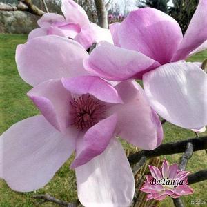 Магнолія гібридна Котус, фото 1