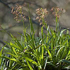 Саджанці Ожики лісової Селект (Luzula sylvatica Select) Р9, фото 2