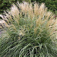 Саженцы Мискантуса китайского Кратер (Miscanthus sinensis Krater)