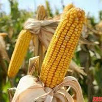 Семена кормовой кукурузы Хортица, 1 кг