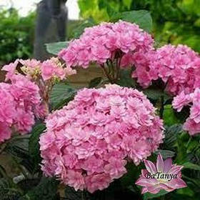 крупнолистная гортензія