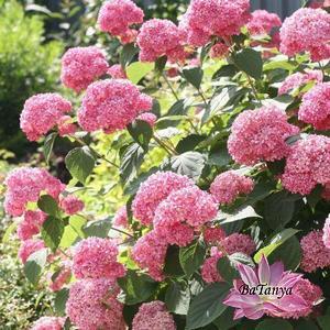 Гортензія деревоподібна Pink Annabelle (контейнер 0,5л), фото 1