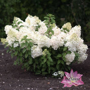 Гортензія метильчаста Бобо (Bobo 4) контейнер 0,5 л