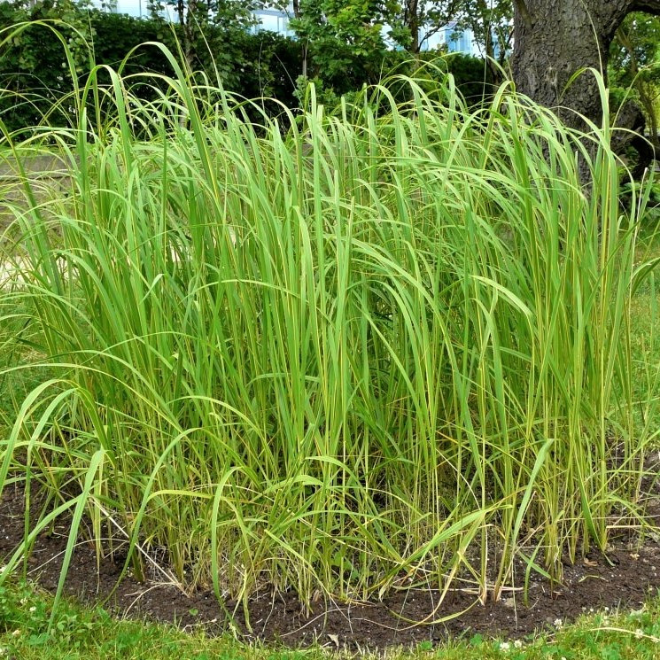 Саджанці Спартини гребінцевої Ауреомаргіната (Spartina Pectinata Aureomarginata) Р9, фото 1