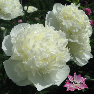 Півонія Дюшес деНімр, фото 1