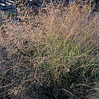 Саджанці Споробола (Капльонасінник) повітряного (Sporobolus airoides) Р9, фото 2