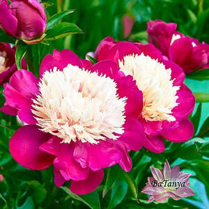 Пион травянистый Белая Чаша