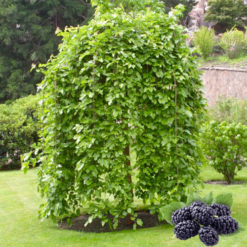 Шовковиця Колоноподібна Шалоподібна сажанець, фото 1