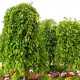 Шовковиця Колоноподібна Шалоподібна сажанець, фото 3