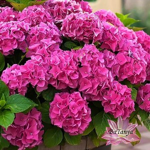 Гортензія Велика Jip pink, фото 1