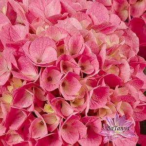 Гортензія великолиста Saxon® Style Pink