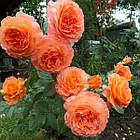 Саджанці парковій троянди Бельведер (Rose Belvedere), фото 2