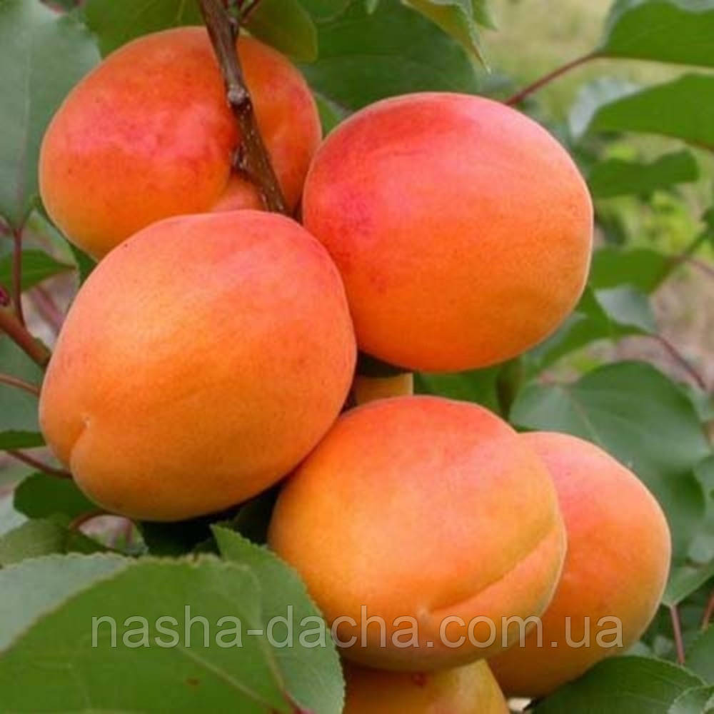 Абрикос Сільверкот (ранній)