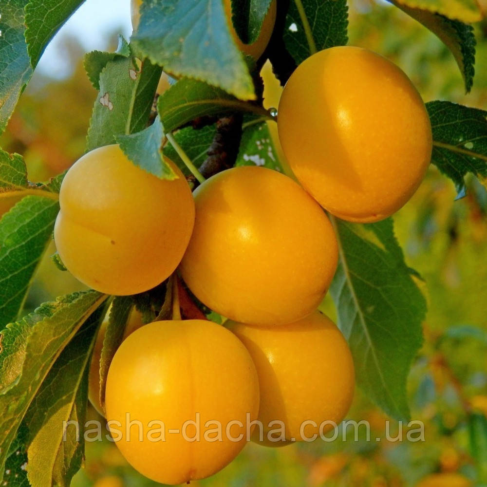 Алича Гек (середньостигла)