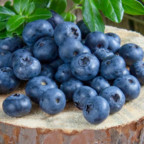 ГОЛУБІКА * ГІГАНТ БЛЮ *, фото 1