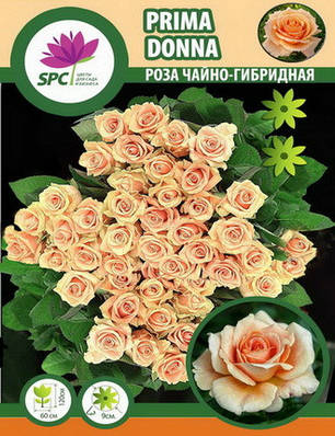Роза чайно-гібридна Prima Donna, фото 1
