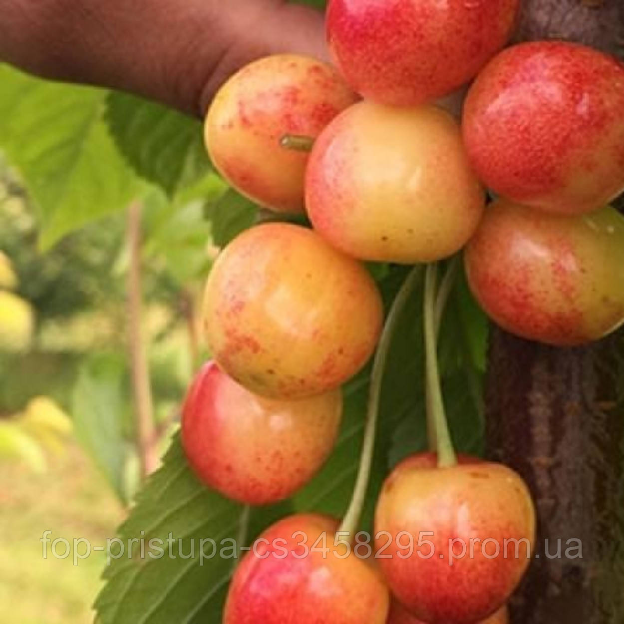 Купить Черешня колоновидная Розовая (июнь/сладкий), цена 154 ₴ — Prom ...