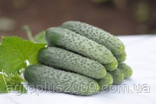 Насіння Огірок самоопилювальний Сезунчик F1, 250 насіння Lucky Seed