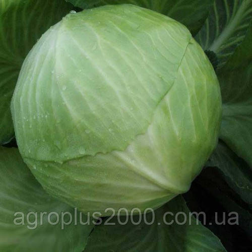 Капуста білокачанна пізня Декуріон F1, 2500 насінин Clause