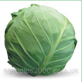 Насіння Капустина рання білошкіра Амарін F1, 1000 насіння Kitano Seeds, фото 1