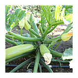 АДЕЛІЯ F1 — насіння кабачка, Enza Zaden, фото 4