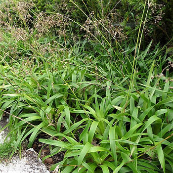 Саджанці Ожики лісовий Селект (Luzula sylvatica Select)
