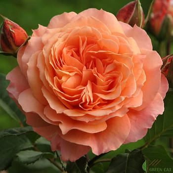 Саджанці парковій троянди Бельведер (Rose Belvedere)