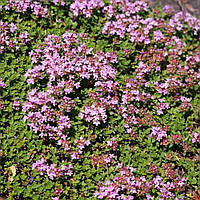 Саджанці Чебрецю (Чебрець) раннього Коцинеус (Thymus praecox Coccineus)