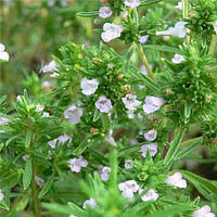 Саджанці Чебера лимонного Карпатен (Тһумиѕ satureja Karpaten)