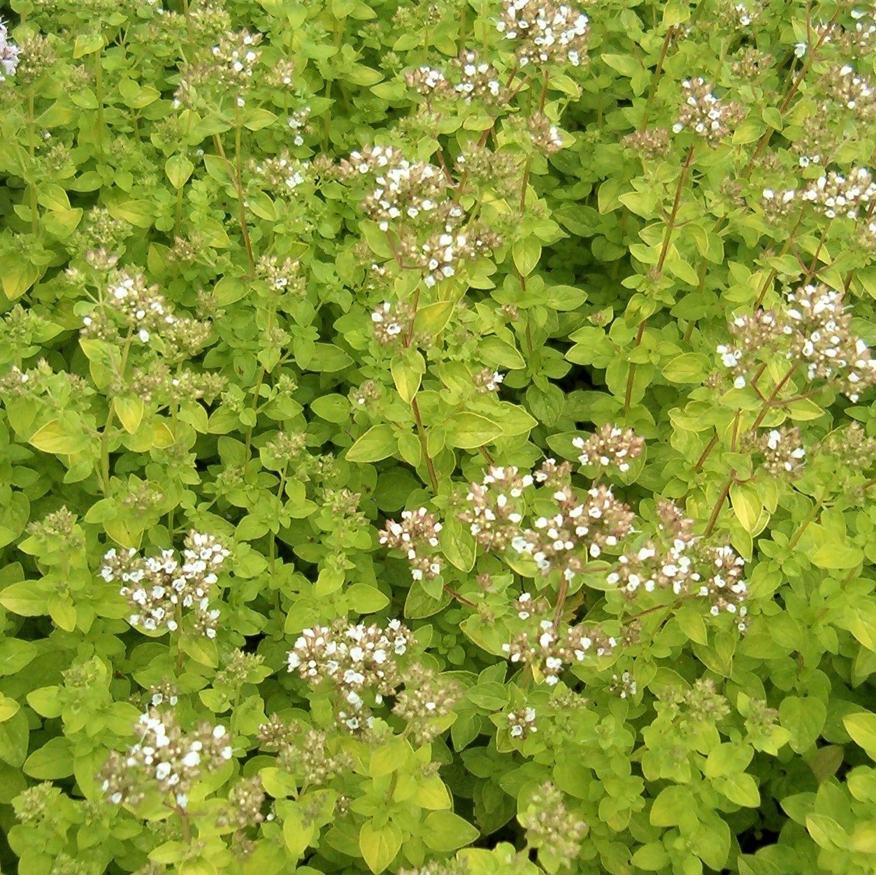 Саджанці Орегано Ауреа / Материнка звичайна Ауреа (Origanum vulgare Aurea)