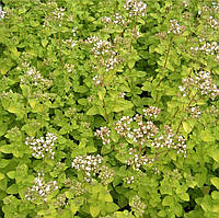 Саджанці Орегано Ауреа / Материнка звичайна Ауреа (Origanum vulgare Aurea) Р9