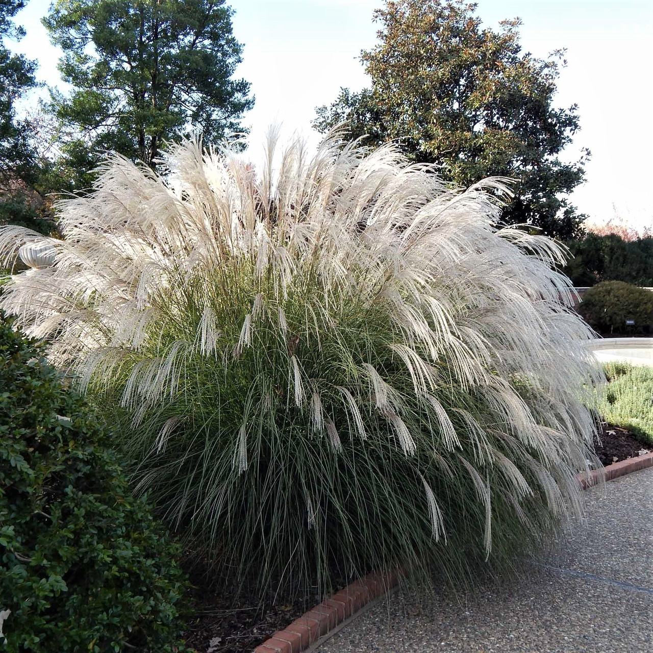 Саджанці Міскантуса китайського Яки Джима (Miscanthus sinensis Yaku Jima)