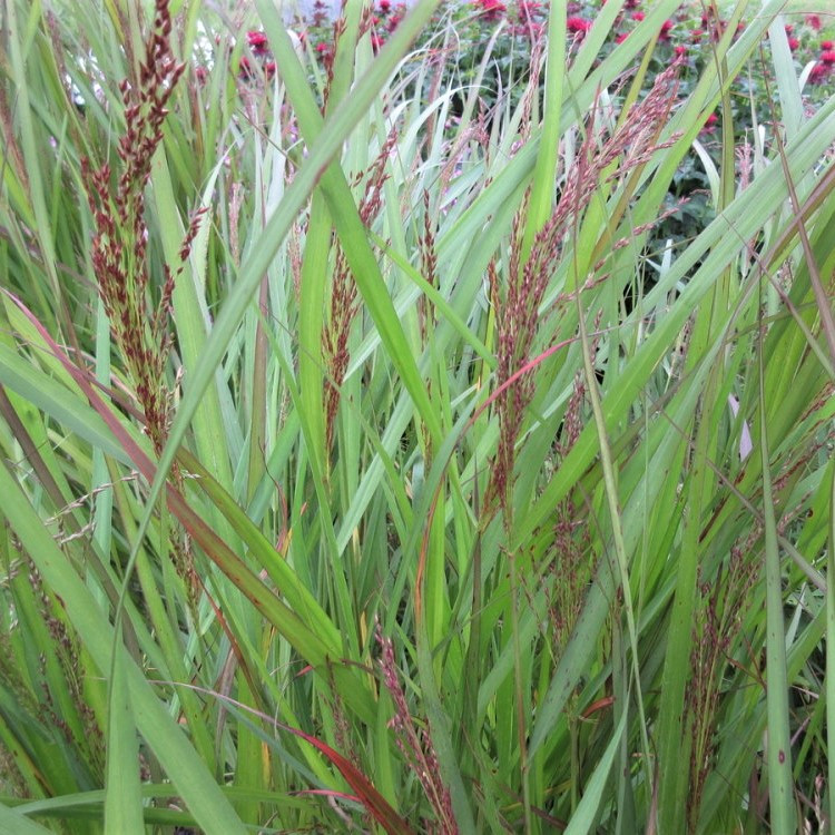 Саджанці Проса прутовидного Варріор (Panicum virgatum Warrior)