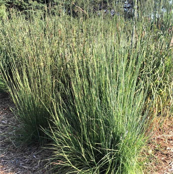 Саджанці Андропогон / Схизахиріум волотистий Блаз (Schizachyrium scoparium Blaze)
