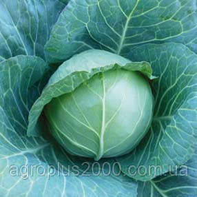 Насіння Капуста білокачанна середня KS 15 F1, 1 000 насінин Kitano Seeds, фото 1
