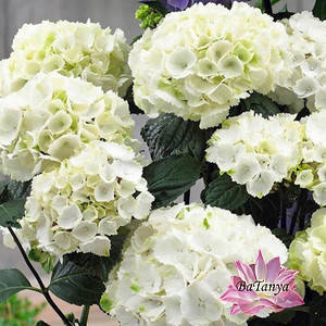 Гортензія Айс Герл (Ice Girl 57) (контейнер 0,5л)