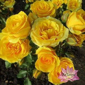 Троянда бордюрна Border Sunrise (санрайз)