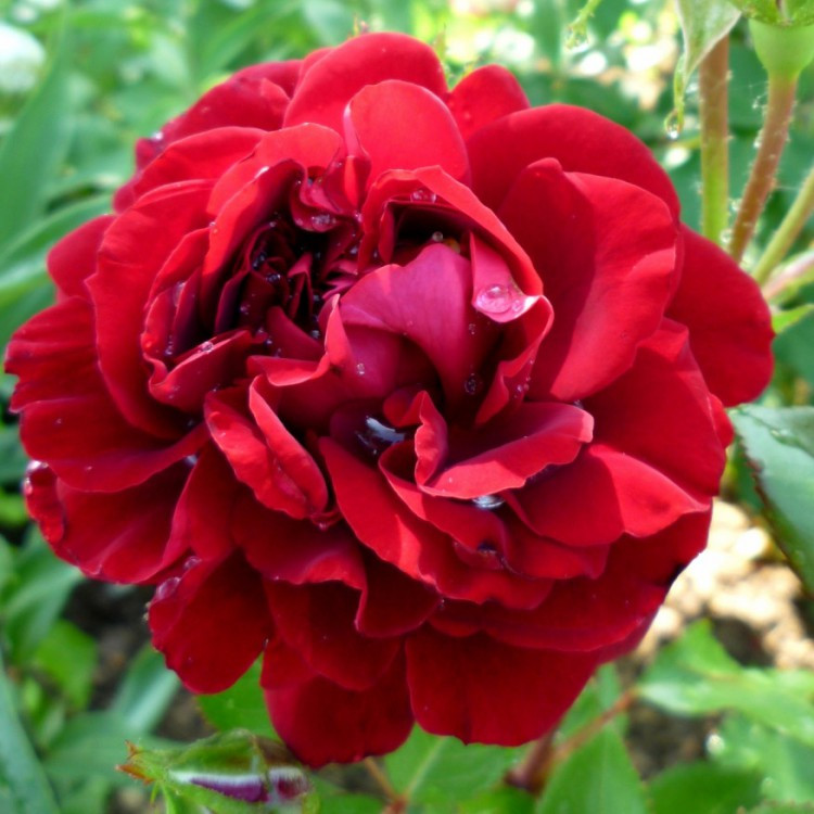 Саджанці паркової троянди Ізабель Ренесанс (Rose Isabelle Renaissance)