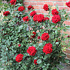 Саджанці паркової троянди Ізабель Ренесанс (Rose Isabelle Renaissance), фото 2