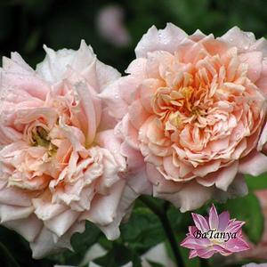 РОЗА ФЕСТИВАЛЬ ДЕ ДАРДИН