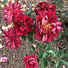 Саджанці парковіої троянди Луїс Франція (Rose Louis Francia), фото 3
