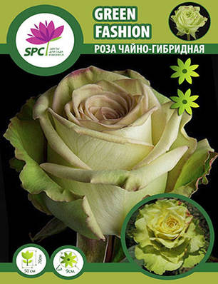 Троянда чайно-гібридна Green Fashion, фото 1