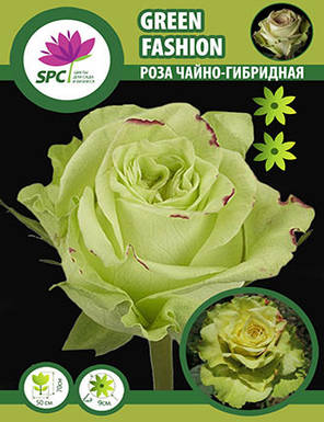 Троянда чайно-гібридна Green Fashion, фото 3
