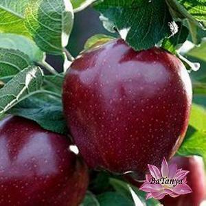 Яблуня Кадел, фото 1