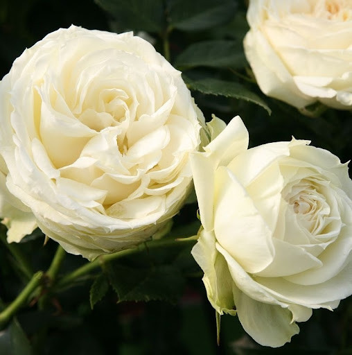 Саджанці троянди флорибунда Лемон Рококо (Rose Lemon Rokoko)