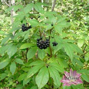 Елеутерокок (canthopanax), фото 1